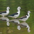 Black-winged_Stilt-200216-112MSDCF-FYP04407-W.jpg