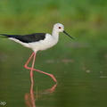Black-winged_Stilt-240726-243MSDCF-FYP08127-W.jpg