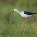 Black-winged_Stilt-240802-244MSDCF-FYP02104-W.jpg