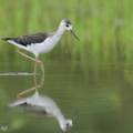 Black-winged_Stilt-240809-244MSDCF-FYP04341-W.jpg