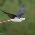 Black-winged_Stilt-240809-244MSDCF-FYP07183-W.jpg