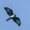 Black_Baza-191206-106MSDCF-FYP09096-W.jpg