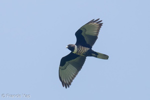 Black Baza-251108-131FRYAP-FYA04003-W.jpg
