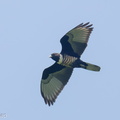 Black Baza-251108-131FRYAP-FYA04003-W.jpg
