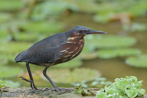 Black Bittern-160519-100EOS1D-F1X25414-W.jpg (4027 visits) Black Bittern at Satay by the Bay Black Bittern-160519-100EOS1D-F1X25414-W.jpg