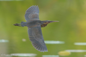 Black Bittern-160519-100EOS1D-F1X26326-W.jpg (3943 visits) Black Bittern at Satay by the Bay Black Bittern-160519-100EOS1D-F1X26326-W.jpg