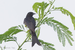 Black Drongo-170205-109EOS1D-F1X26118-W.jpg (3872 visits) Black Drongo at Punggol Barat Black Drongo-170205-109EOS1D-F1X26118-W.jpg