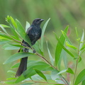 Black Drongo-260219-155FRYAP-FYA03000-W.jpg