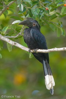 Black Hornbill-170101-108EOS1D-F1X24771-W.jpg