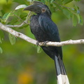 Black_Hornbill-170101-108EOS1D-F1X24771-W.jpg