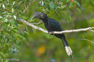 Black Hornbill-170101-108EOS1D-F1X24793-W.jpg