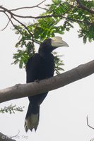 Black Hornbill-220218-140MSDCF-FRY09650-W.jpg (4251 visits) Black Hornbill at Woodlands Waterfront Park Black Hornbill-220218-140MSDCF-FRY09650-W.jpg