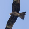 Black_Kite-220130-138MSDCF-FRY03656-W.jpg