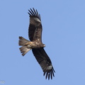 Black_Kite-220130-138MSDCF-FRY03945-W.jpg