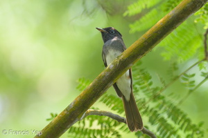 Black Paradise Flycatcher-121024-103EOS1D-FY1X1117-W.jpg (2508 visits) Black Paradise Flycatcher at Bidadari Black Paradise Flycatcher-121024-103EOS1D-FY1X1117-W.jpg