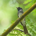 Black_Paradise_Flycatcher-121024-103EOS1D-FY1X1117-W.jpg