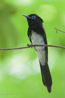 Black Paradise Flycatcher-161102-106EOS1D-F1X27579-W.jpg (2554 visits) Black Paradise Flycatcher at Mandai Zoo Black Paradise Flycatcher-161102-106EOS1D-F1X27579-W.jpg