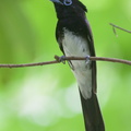 Black Paradise Flycatcher-161102-106EOS1D-F1X27579-W.jpg