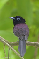 Black Paradise Flycatcher-161102-106EOS1D-F1X27616-W.jpg (2546 visits) Black Paradise Flycatcher at Mandai Zoo Black Paradise Flycatcher-161102-106EOS1D-F1X27616-W.jpg