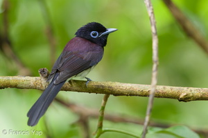 Black Paradise Flycatcher-161105-106EOS1D-F1X28380-W.jpg (2447 visits) Black Paradise Flycatcher at Mandai Zoo Black Paradise Flycatcher-161105-106EOS1D-F1X28380-W.jpg