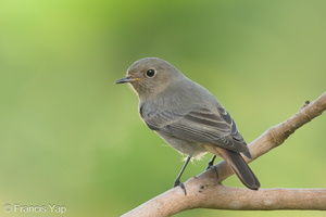 Black Redstart-211207-132MSDCF-FRY01325-W.jpg (3998 visits) Black Redstart at Springwood Crescent Black Redstart-211207-132MSDCF-FRY01325-W.jpg