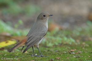 Black Redstart-211207-132MSDCF-FRY01851-W.jpg (3998 visits) Black Redstart at Springwood Crescent Black Redstart-211207-132MSDCF-FRY01851-W.jpg