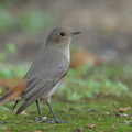 Black Redstart-211207-132MSDCF-FRY01851-W.jpg