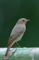 Black Redstart-211220-133MSDCF-FRY06462-W.jpg (4096 visits) Black Redstart at Springwood Crescent Black Redstart-211220-133MSDCF-FRY06462-W.jpg