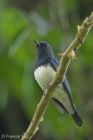 Blue-and-white Flycatcher-170210-109EOS1D-F1X27171-W.jpg (3967 visits) Blue-and-white Flycatcher at Dairy Farm Nature Park Blue-and-white Flycatcher-170210-109EOS1D-F1X27171-W.jpg