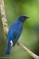 Blue-and-white Flycatcher-211205-130MSDCF-FRY07555-W.jpg (4293 visits) Blue-and-white Flycatcher at Singapore Botanic Gardens Blue-and-white Flycatcher-211205-130MSDCF-FRY07555-W.jpg
