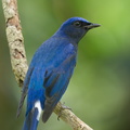 Blue-and-white Flycatcher-211205-130MSDCF-FRY07555-W.jpg