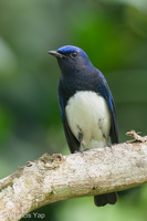 Blue-and-white Flycatcher-211205-130MSDCF-FRY08489-W.jpg (4356 visits) Blue-and-white Flycatcher at Singapore Botanic Gardens Blue-and-white Flycatcher-211205-130MSDCF-FRY08489-W.jpg