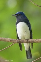 Blue-and-white Flycatcher-211205-131MSDCF-FRY00231-W.jpg (4308 visits) Blue-and-white Flycatcher at Singapore Botanic Gardens Blue-and-white Flycatcher-211205-131MSDCF-FRY00231-W.jpg