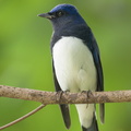 Blue-and-white_Flycatcher-211205-131MSDCF-FRY00231-W.jpg
