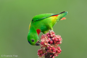 Blue-crowned Hanging Parrot-240409-223MSDCF-FYP02428-W.jpg