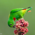 Blue-crowned Hanging Parrot-240409-223MSDCF-FYP02428-W.jpg