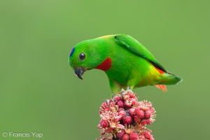 Blue-crowned Hanging Parrot-240409-223MSDCF-FYP02537-W.jpg