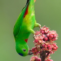 Blue-crowned Hanging Parrot-240409-223MSDCF-FYP02654-W.jpg