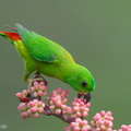 Blue-crowned_Hanging_Parrot-240409-223MSDCF-FYP04324-W.jpg