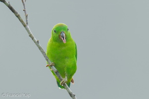 Blue-crowned Hanging Parrot-250807-117FRYAP-FYA02904-W.jpg (478 visits) Blue-crowned Hanging Parrot at Jelutong Tower Blue-crowned Hanging Parrot-250807-117FRYAP-FYA02904-W.jpg