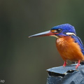Blue-eared_Kingfisher-120302-109EOS1D-FYAP4960-W.jpg