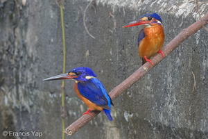 Blue-eared Kingfisher-140214-113EOS1D-FY1X9616-W.jpg (4173 visits) Blue-eared Kingfisher at Neo Tiew Lane 2 Blue-eared Kingfisher-140214-113EOS1D-FY1X9616-W.jpg