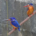 Blue-eared_Kingfisher-140214-113EOS1D-FY1X9616-W.jpg