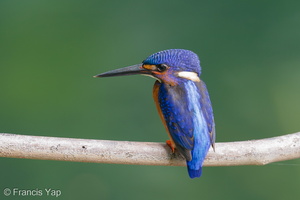 Blue-eared Kingfisher-191013-100MSDCF-FYP07292-W.jpg (3975 visits) Blue-eared Kingfisher at Hindhede Nature Park Blue-eared Kingfisher-191013-100MSDCF-FYP07292-W.jpg