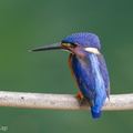 Blue-eared_Kingfisher-191013-100MSDCF-FYP07292-W.jpg