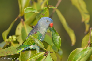 Blue-rumped Parrot-130308-105EOS1D-FY1X8075-W.jpg (3945 visits) Blue-rumped Parrot at Jelutong Tower Blue-rumped Parrot-130308-105EOS1D-FY1X8075-W.jpg