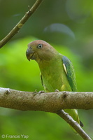 Blue-rumped Parrot-140425-115EOS1D-FY1X9217-W.jpg (3896 visits) Blue-rumped Parrot at Venus Drive Blue-rumped Parrot-140425-115EOS1D-FY1X9217-W.jpg
