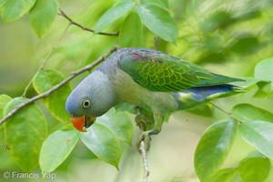 Blue-rumped Parrot-140425-115EOS1D-FY1X9288-W.jpg (3813 visits) Blue-rumped Parrot at Venus Loop Blue-rumped Parrot-140425-115EOS1D-FY1X9288-W.jpg