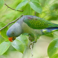 Blue-rumped_Parrot-140425-115EOS1D-FY1X9288-W.jpg