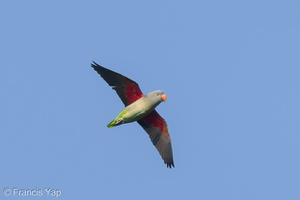Blue-rumped Parrot-180209-107ND500-FYP_7858-W.jpg (4026 visits) Blue-rumped Parrot at Jelutong Tower Blue-rumped Parrot-180209-107ND500-FYP_7858-W.jpg